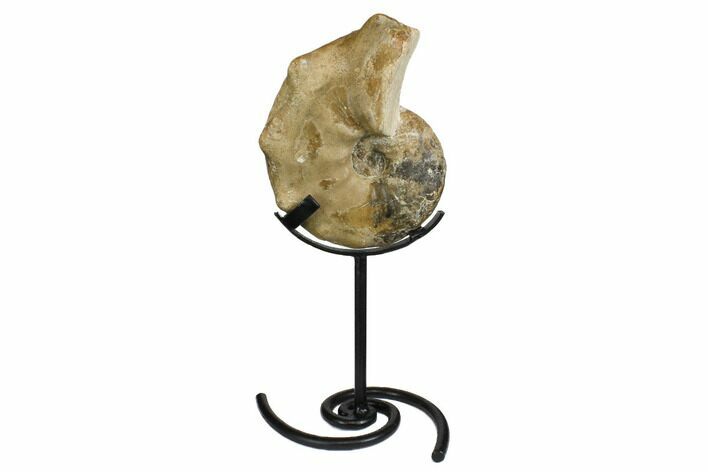 Cretaceous Ammonite (Mammites) Fossil with Metal Stand #164226